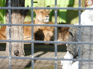写真：寝ているライオン1