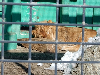 写真：写真：寝ているライオン2