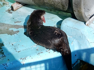 写真：カワウソのパクパクタイム1