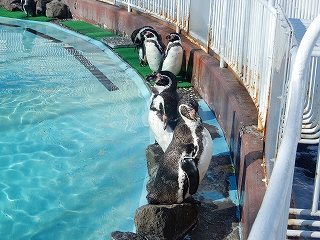 写真：フンボルトペンギン