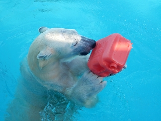 写真：赤いポリタンクで遊ぶミルク1