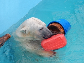 写真：ポリタンクとバケツで遊ぶツヨシ