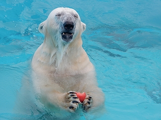 写真：リンゴをかじるツヨシ2