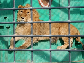 写真：ライオンのゆうひ