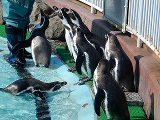 写真：ペンギン