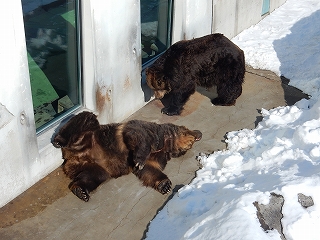 写真：ヒグマのヤマトとキチノスケ2