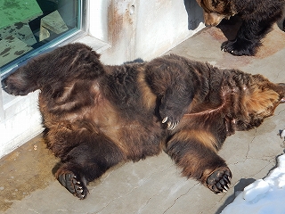 写真：ヒグマのヤマトの「白線」