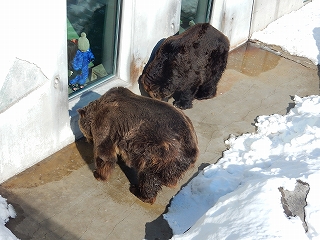 写真：おやつお食べるヒグマのヤマトとキチノスケ