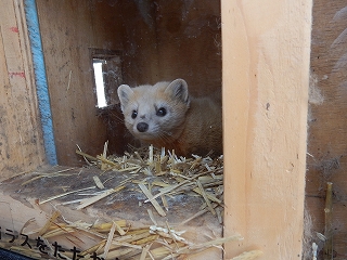 写真：エゾクロテンのてんてん