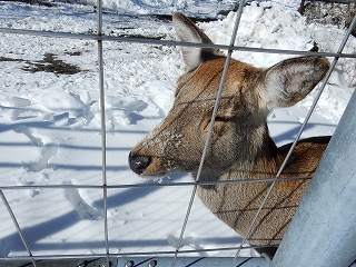 写真：顔に雪がついたエゾシカ