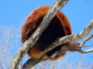 写真：レッサーパンダのシンゲン