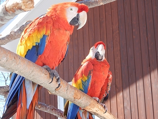 写真：アカコンゴウインコの親子