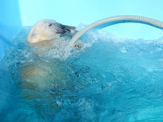 写真：ビニールホースで遊ぶミルク1