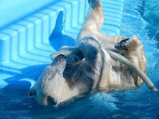 写真：ビニールホースで遊ぶミルク3