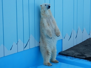 写真：ホッキョクグマのツヨシ2