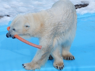 写真：ホッキョクグマのツヨシ3