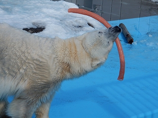 写真：ホッキョクグマのツヨシ4