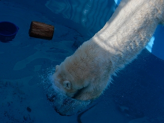 写真：ホッキョクグマのツヨシ5