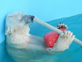 写真：ホッキョクグマのツヨシ7