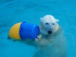 写真：ホッキョクグマのツヨシ9