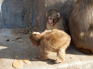 写真：取っ組み合いをする子ザル