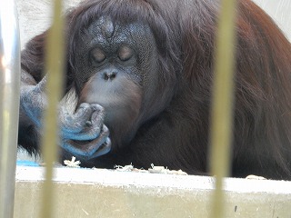 写真：オランウータンのロリー