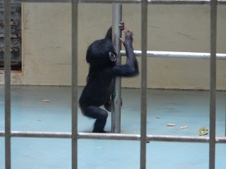 写真：梯子にぶら下がるチンパンジーの赤ちゃん1