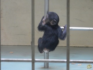 写真：梯子にぶら下がるチンパンジーの赤ちゃん2