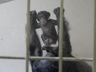 写真：ポーズをとるチンパンジーの赤ちゃん