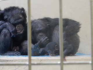写真：チンパンジーの親子