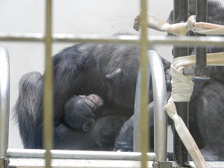 写真：リリーに抱かれて寝ている赤ちゃん