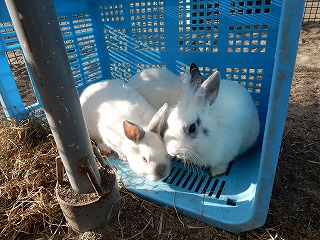 写真：ウサギの子どもたち2