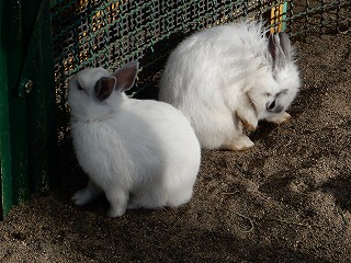 写真：ウサギの子どもたち1