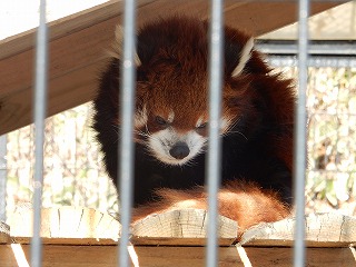 写真：レッサーパンダのメイメイ