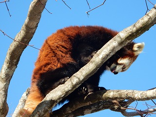 写真：レッサーパンダのシンゲン