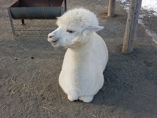 写真：アルパカのネプチューン