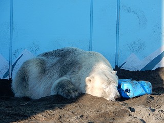 写真：クロクマなったツヨシ