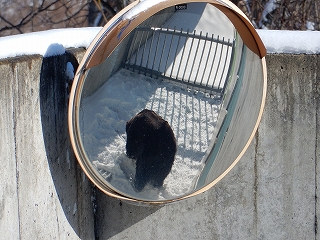 写真：カーブミラーに映るキチノスケ