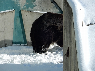 写真：雪を集めているキチノスケ1