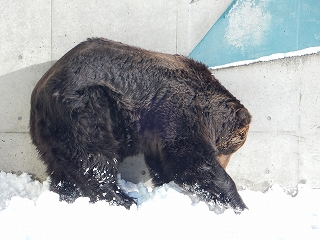 写真：雪を集めているキチノスケ2