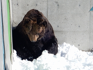 写真：雪の上に座るキチノスケ1