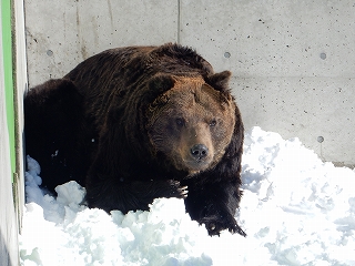 写真：雪の上に座るキチノスケ2