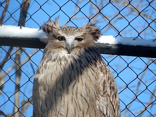 写真：シマフクロウ