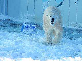 写真：おもちゃに突進するミルク1