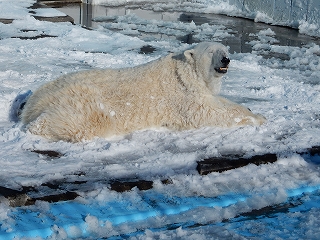 写真：雪の上でゴロゴロするツヨシ1