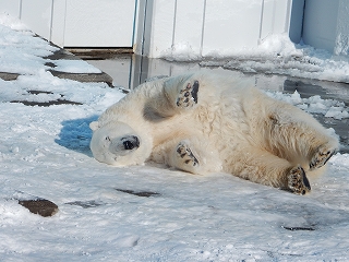 写真：雪の上でゴロゴロするツヨシ2