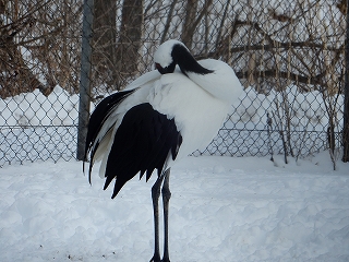 写真：タンチョウ1