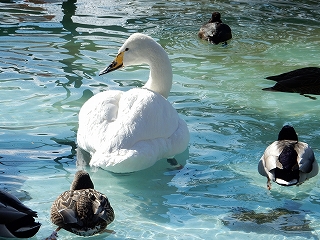 写真：フライングケージの鳥たち1