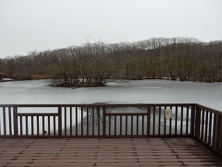 写真：氷で覆われた白鳥池