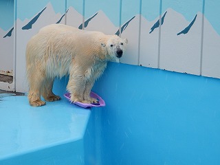 写真：ソリで遊ぶミルク2